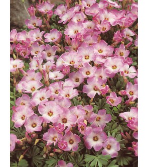 Oxalis Adenophylla