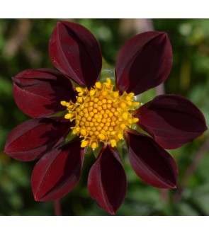 Dalia a foglia verde...