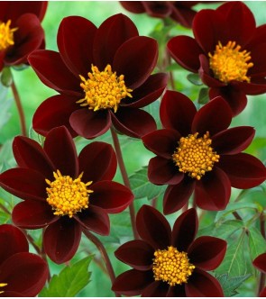 Dalia a foglia verde Mexican Star