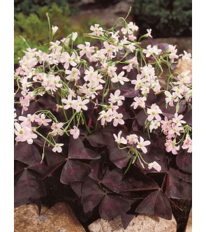 Oxalis triangularis