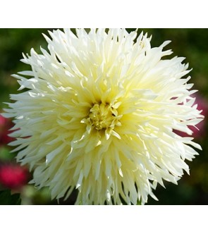 Dalia fimbriata Ice Crystal