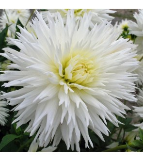 Dalia fimbriata Ice Crystal