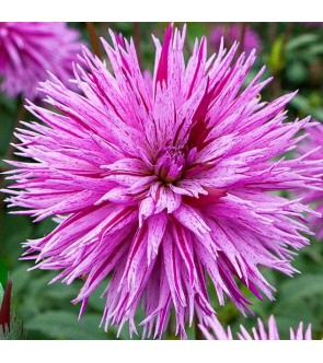 Dalia fimbriata Striped...