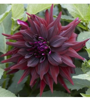 Dalia cactus Brigitta Alida