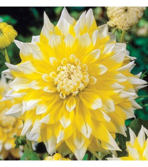 Dalia decorativa Grand Prix