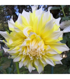 Dalia decorativa Grand Prix