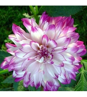 Dalia decorativa Who dun it