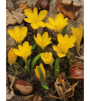 Sternbergia Lutea