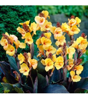 Canna indica Louis Cottin