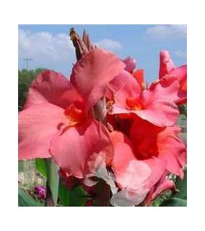 Canna indica Mrs Oklahoma
