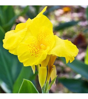 Canna indica Richard Wallace