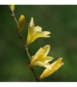 Tritonia lineata var....