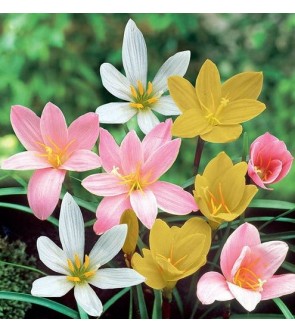 Zephyranthes miscuglio