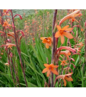 Watsonia meriana