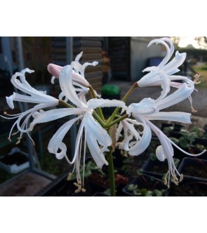 Nerine bowdenii Alba