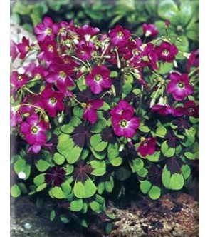 Oxalis deppei