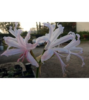 Nerine bowdenii Pink Triumph