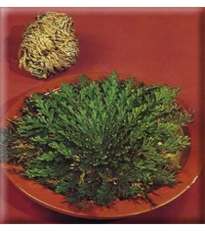 Rosa di Jerico ( Selaginella )