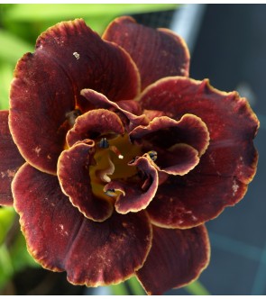 Hemerocallis Night Embers IN VASO NOVITA'