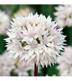 Allium amplectens Graceful...