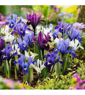 Iris reticulata Miscuglio