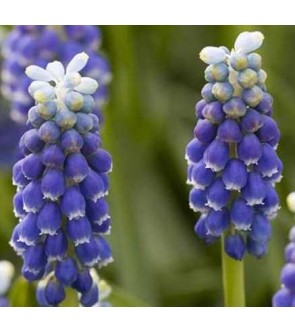 Muscari armeniacum Touch of...