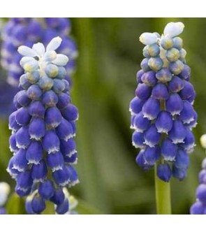 Muscari armeniacum Touch of...