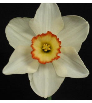 Narciso a coppa larga Coral...