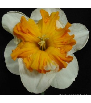 Narciso corona divisa Love...