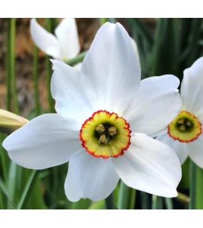 Narciso poeticus Recurvus