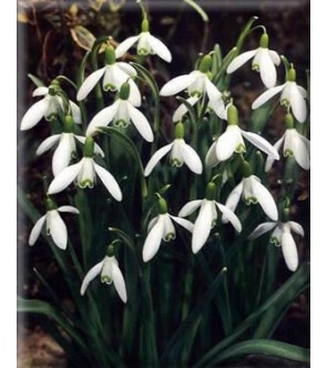 Galanthus Nivalis