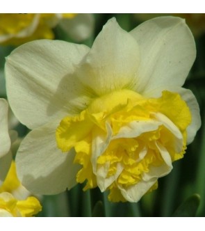 Narciso doppio Wave