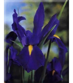 Iris Hollandica Blue Star