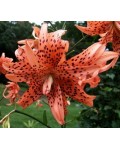 Lilium lancifolium Flore Pleno
