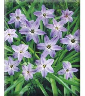 Ipheion uniflorum