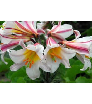 Lilium a tromba Regale