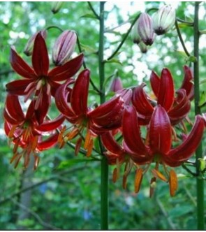 Lilium martagone ibrido...