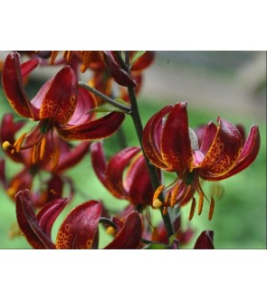 Lilium martagone ibrido Claude Shride