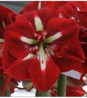 Amaryllis Barbados