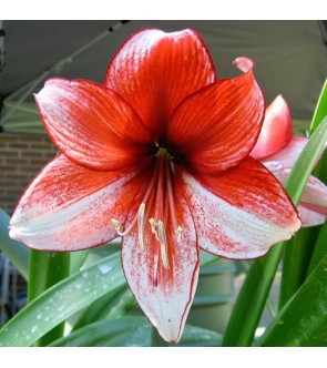 Amaryllis Charisma