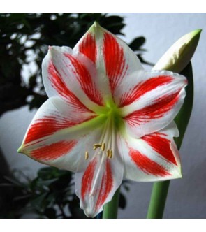 Amaryllis Clown NUOVO