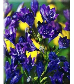 Triteleia( sin. Brodiaea)...