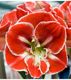 Amaryllis Samba