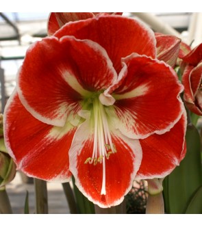 Amaryllis Samba