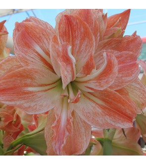 Amaryllis doppio Lady Jane
