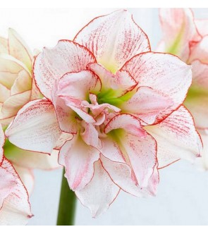 Amaryllis doppio Striped Amadeus