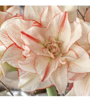 Amaryllis doppio Striped...