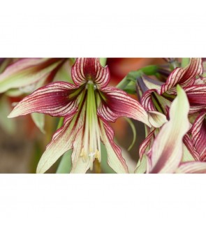 Amaryllis cybister Mystica