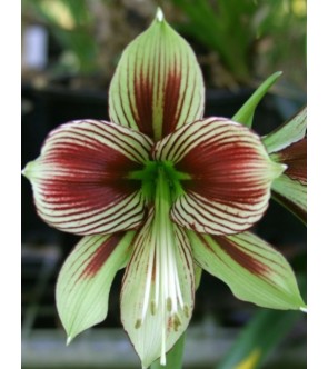 Amaryllis Papilio