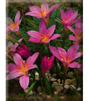 Zephyranthes Rosea